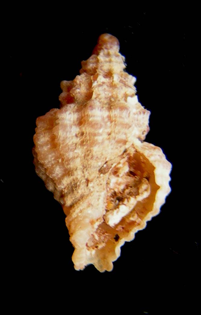 Ocinebrina nicolai????